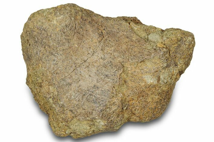 Dinosaur (Triceratops) Bone Section - Montana #300460